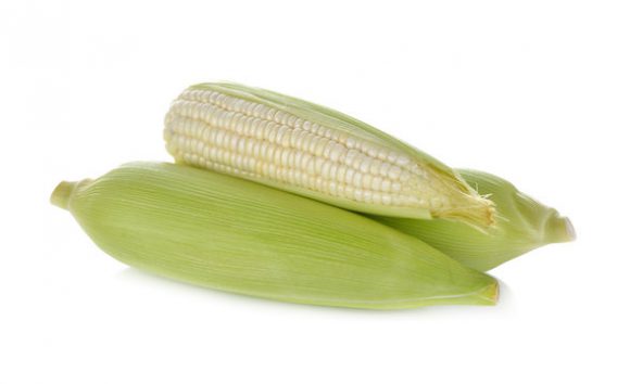 תירס לבן